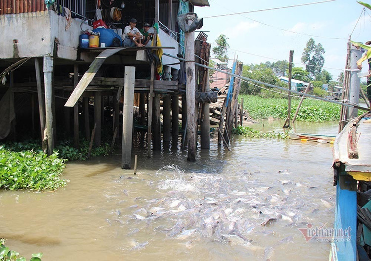 Người đàn ông miền Tây chi trăm triệu nuôi đàn cá 'hoang' dưới sông