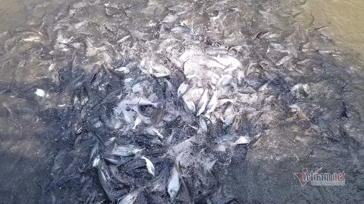 Người đàn ông miền Tây chi trăm triệu nuôi đàn cá 'hoang' dưới sông