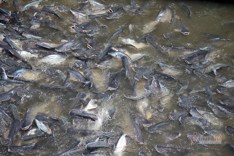 Người đàn ông miền Tây chi trăm triệu nuôi đàn cá 'hoang' dưới sông