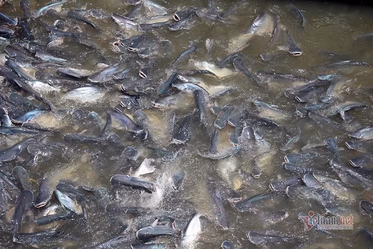 Người đàn ông miền Tây chi trăm triệu nuôi đàn cá 'hoang' dưới sông