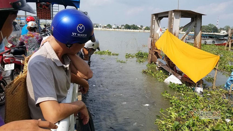 Người đàn ông miền Tây chi trăm triệu nuôi đàn cá 'hoang' dưới sông