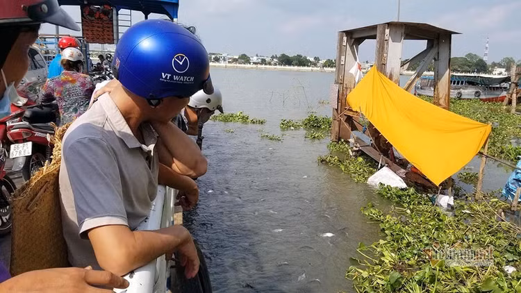 Người đàn ông miền Tây chi trăm triệu nuôi đàn cá 'hoang' dưới sông