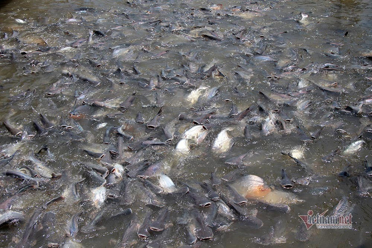 Người đàn ông miền Tây chi trăm triệu nuôi đàn cá 'hoang' dưới sông