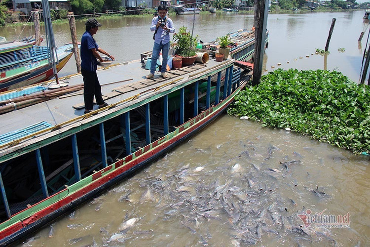 Người đàn ông miền Tây chi trăm triệu nuôi đàn cá 'hoang' dưới sông