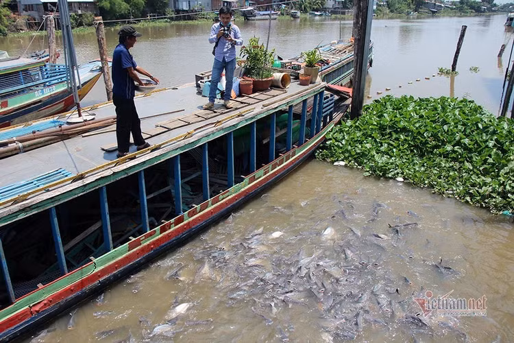 Người đàn ông miền Tây chi trăm triệu nuôi đàn cá 'hoang' dưới sông