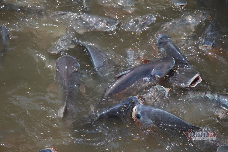 Người đàn ông miền Tây chi trăm triệu nuôi đàn cá 'hoang' dưới sông