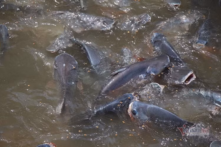 Người đàn ông miền Tây chi trăm triệu nuôi đàn cá 'hoang' dưới sông