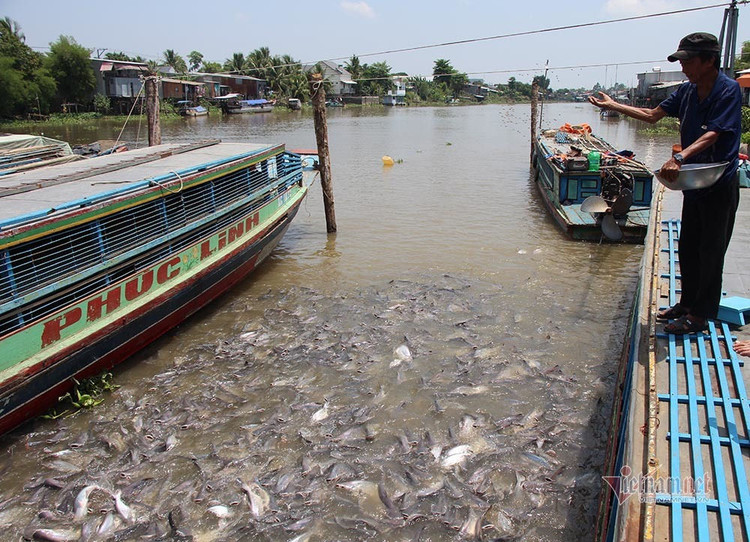 Người đàn ông miền Tây chi trăm triệu nuôi đàn cá 'hoang' dưới sông