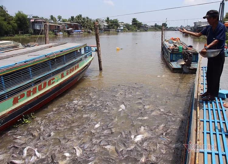 Người đàn ông miền Tây chi trăm triệu nuôi đàn cá 'hoang' dưới sông
