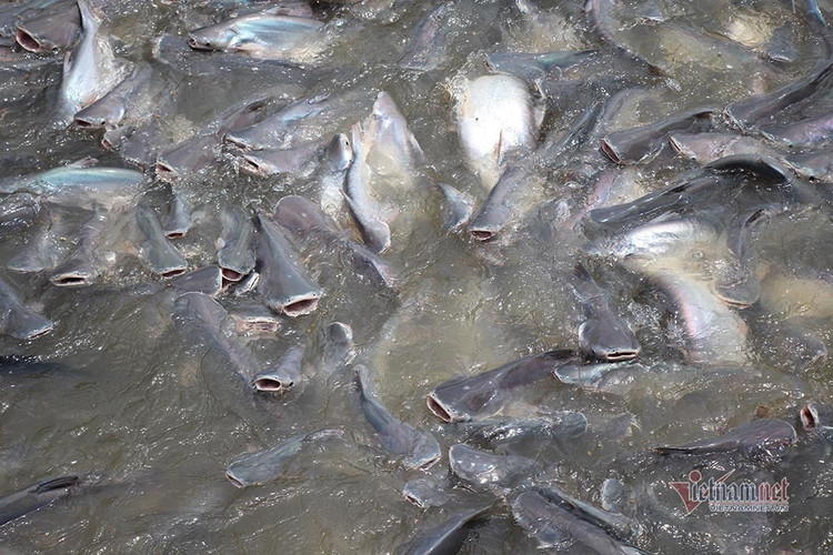 Người đàn ông miền Tây chi trăm triệu nuôi đàn cá 'hoang' dưới sông