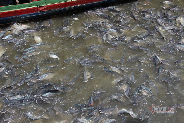 Người đàn ông miền Tây chi trăm triệu nuôi đàn cá 'hoang' dưới sông