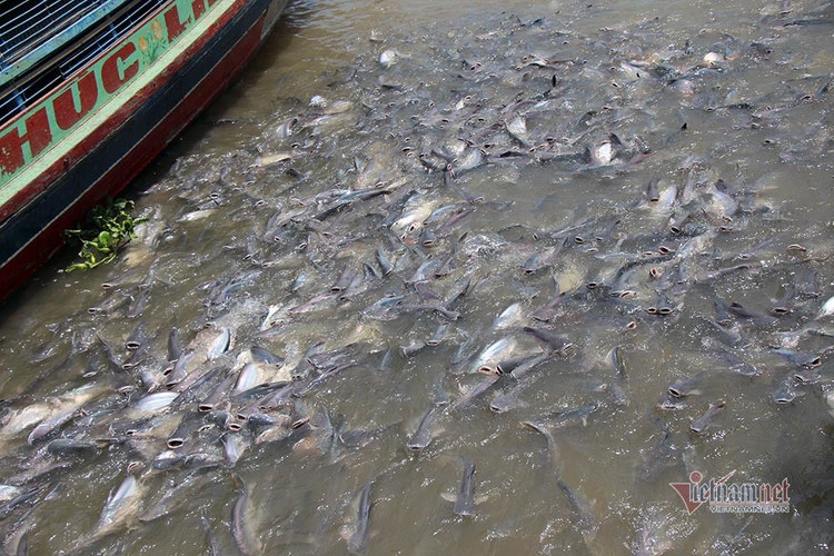 Người đàn ông miền Tây chi trăm triệu nuôi đàn cá 'hoang' dưới sông