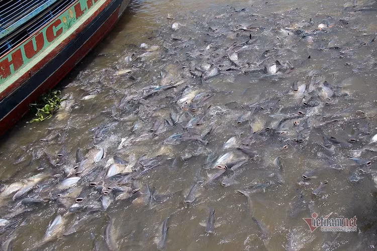 Người đàn ông miền Tây chi trăm triệu nuôi đàn cá 'hoang' dưới sông