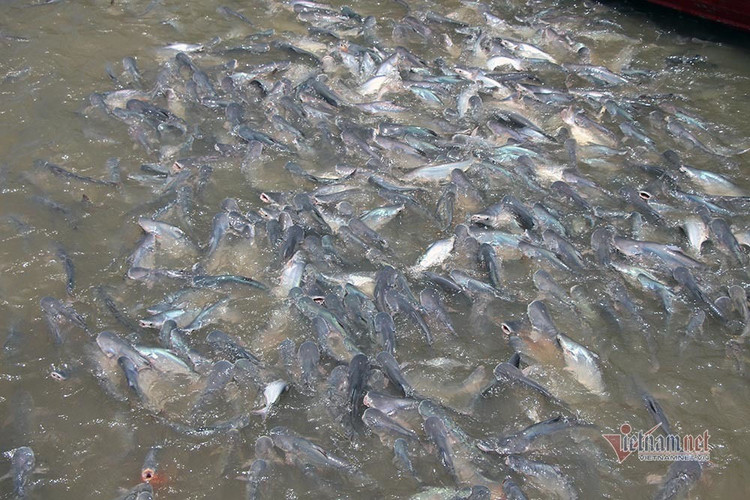 Người đàn ông miền Tây chi trăm triệu nuôi đàn cá 'hoang' dưới sông