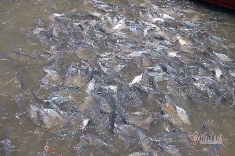 Người đàn ông miền Tây chi trăm triệu nuôi đàn cá 'hoang' dưới sông