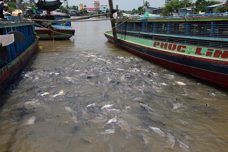 Người đàn ông miền Tây chi trăm triệu nuôi đàn cá 'hoang' dưới sông