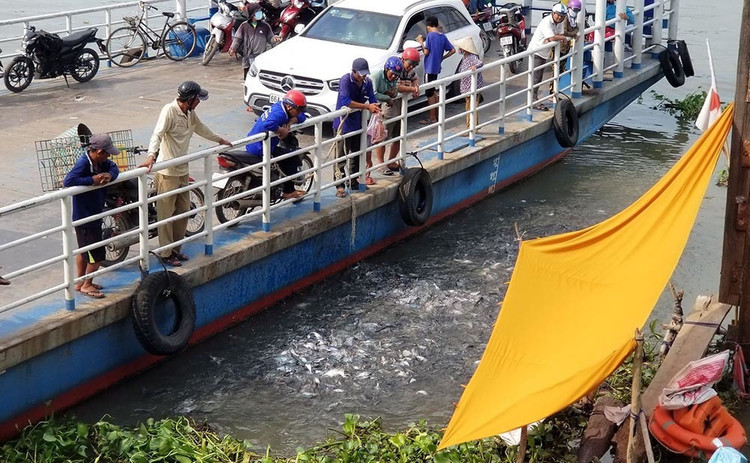 Người đàn ông miền Tây chi trăm triệu nuôi đàn cá 'hoang' dưới sông