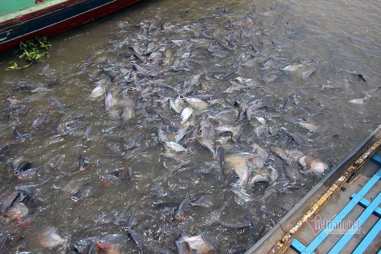 Người đàn ông miền Tây chi trăm triệu nuôi đàn cá 'hoang' dưới sông