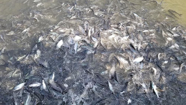 Người đàn ông miền Tây chi trăm triệu nuôi đàn cá 'hoang' dưới sông