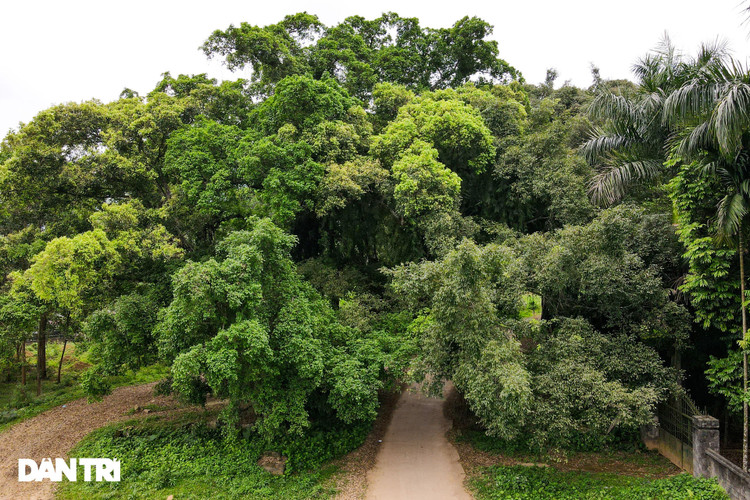 Tận mắt thấy cây ma làng tồn tại hơn 8 thế kỷ ở Hòa Bình - 10