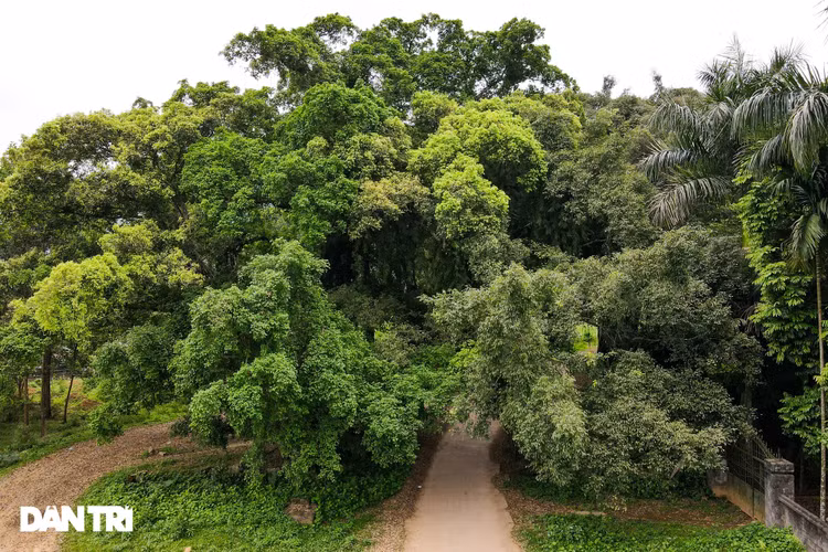 Tận mắt thấy cây ma làng tồn tại hơn 8 thế kỷ ở Hòa Bình - 10