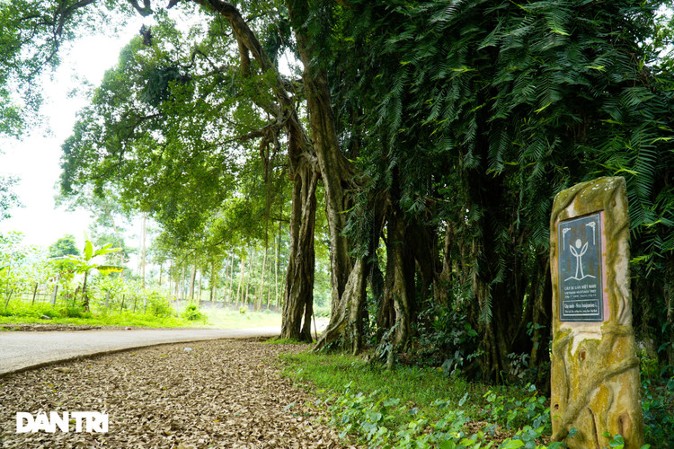 Tận mắt thấy cây ma làng tồn tại hơn 8 thế kỷ ở Hòa Bình - 5