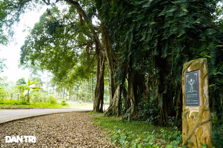 Tận mắt thấy cây ma làng tồn tại hơn 8 thế kỷ ở Hòa Bình - 5