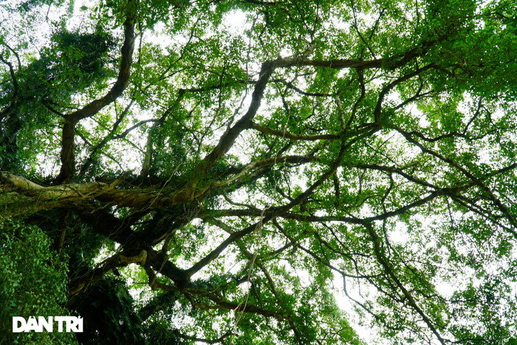 Tận mắt thấy cây ma làng tồn tại hơn 8 thế kỷ ở Hòa Bình - 7