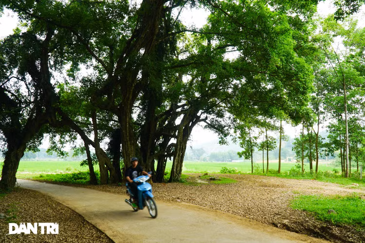 Tận mắt thấy cây ma làng tồn tại hơn 8 thế kỷ ở Hòa Bình - 3