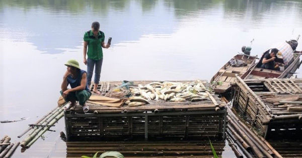 Cá chết hàng loạt trên sông Mã, 2 công ty thừa nhận xả thải - Ảnh 3.