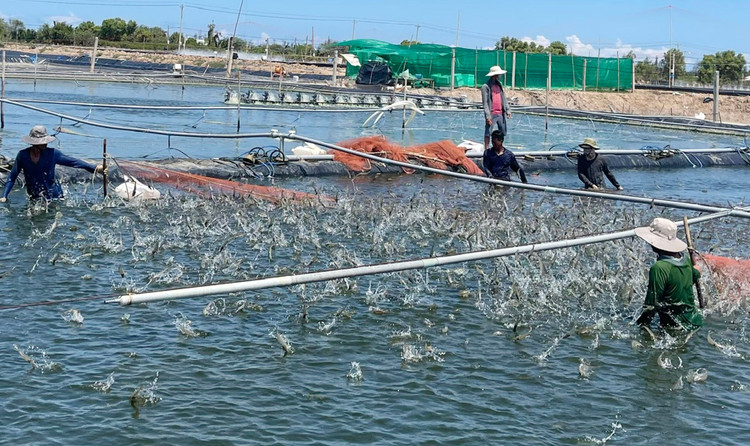 Tom the mien Tay tang gia anh 3