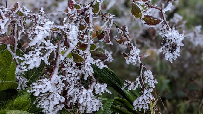 Băng trên ngọn cây ở Phia Oắc, sáng 8/1. Ảnh: Cao Bằng