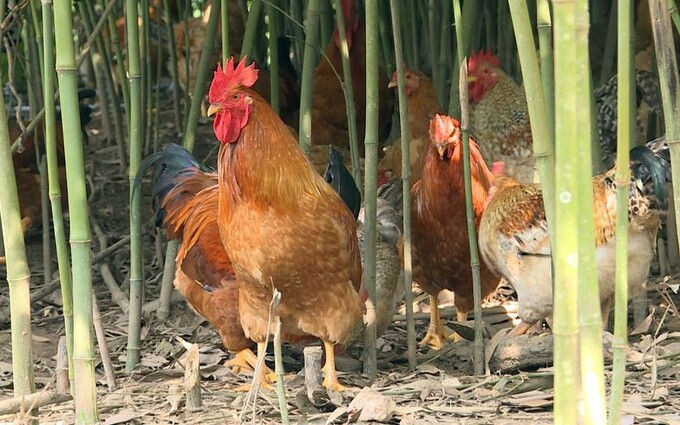 Một trại gà ở Quảng Ninh. Ảnh: Trúc Linh