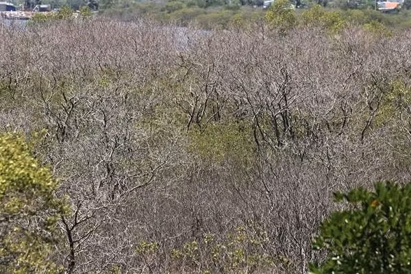 Rừng ngập mặn - báu vật làng biển đang bị chết khô - 2