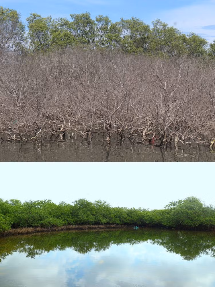 Rừng ngập mặn - báu vật làng biển đang bị chết khô - 3