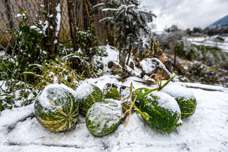 trau bo chet trong gia ret o Lao Cai anh 1
