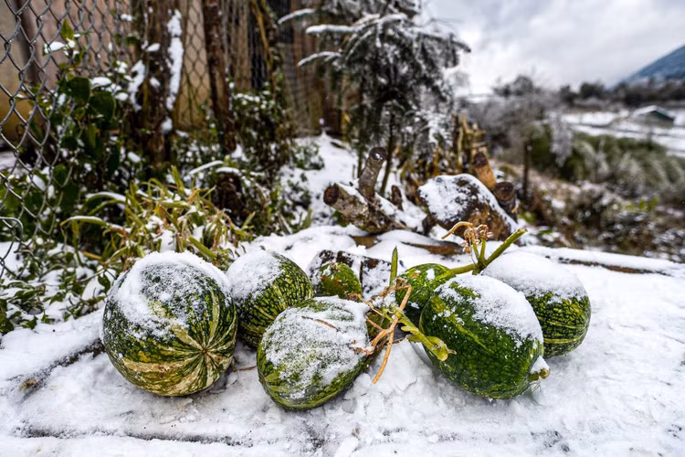 trau bo chet trong gia ret o Lao Cai anh 1