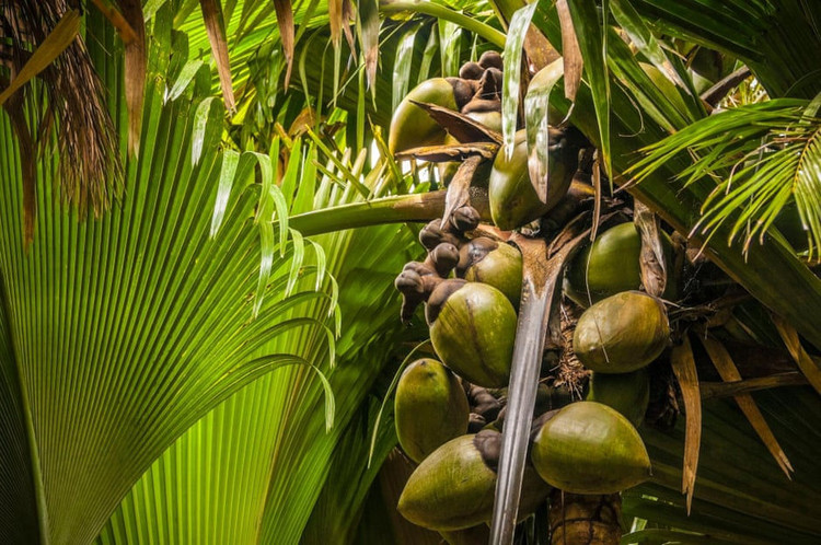 coco de mer anh 2