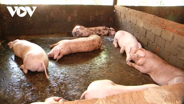 Giá lợn hơi xuống thấp, người chăn nuôi đang thua lỗ nặng ảnh 2