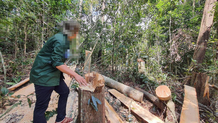 Phó Thủ tướng yêu cầu xử lý nghiêm vụ phá rừng tại Gia Lai ảnh 1 Phó Thủ tướng yêu cầu xử lý nghiêm vụ phá rừng tại Gia Lai - 1