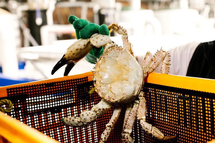 Xuất hiện loại cua lạ mắt, hiếm gặp, nhà giàu đua nhau săn về ăn - 2