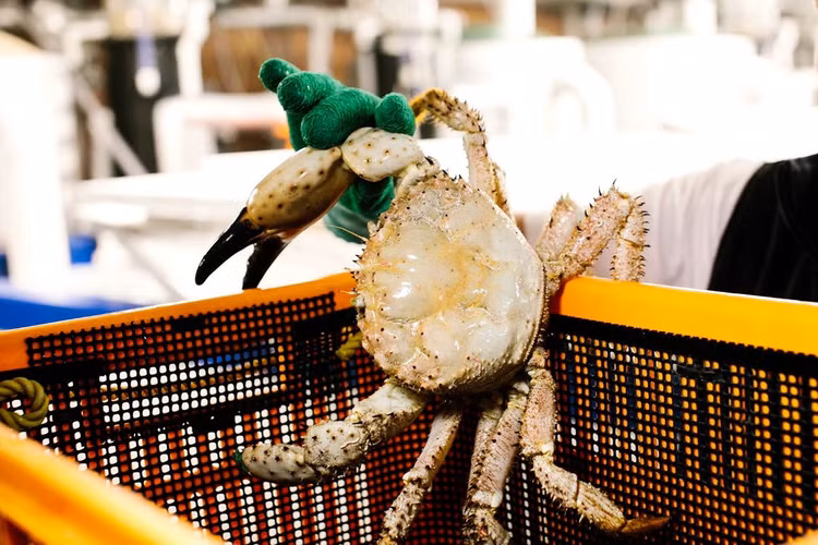 Xuất hiện loại cua lạ mắt, hiếm gặp, nhà giàu đua nhau săn về ăn - 2