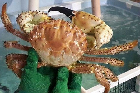 Xuất hiện loại cua lạ mắt, hiếm gặp, nhà giàu đua nhau săn về ăn - 1