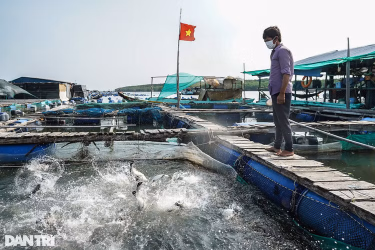 Trắng đêm bảo vệ vùng xanh trên biển tại xã đảo duy nhất ở TPHCM - 11