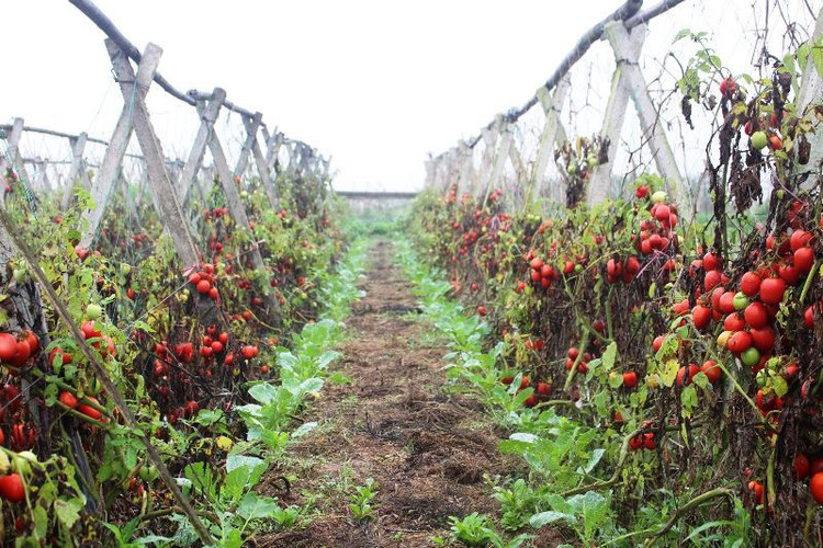 Cà chua rụng đỏ gốc, bắp cải nở bung, cho không ai lấy - 2