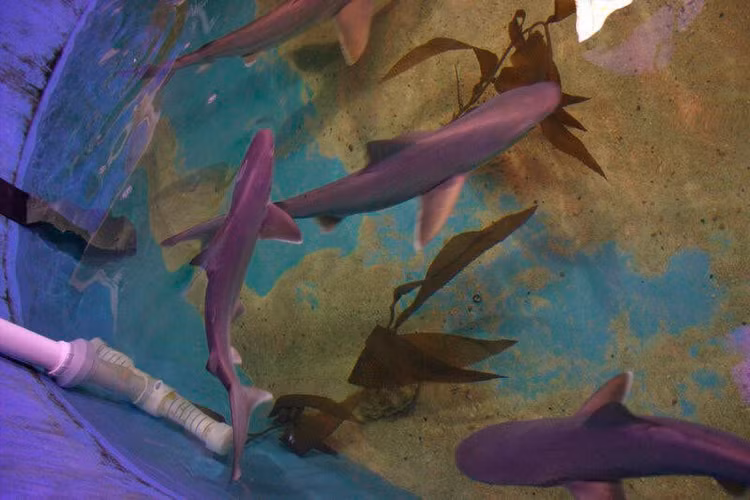 ca map, dong vat nguy cap, buon ban bat hop phap dong vat nguy cap anh 1