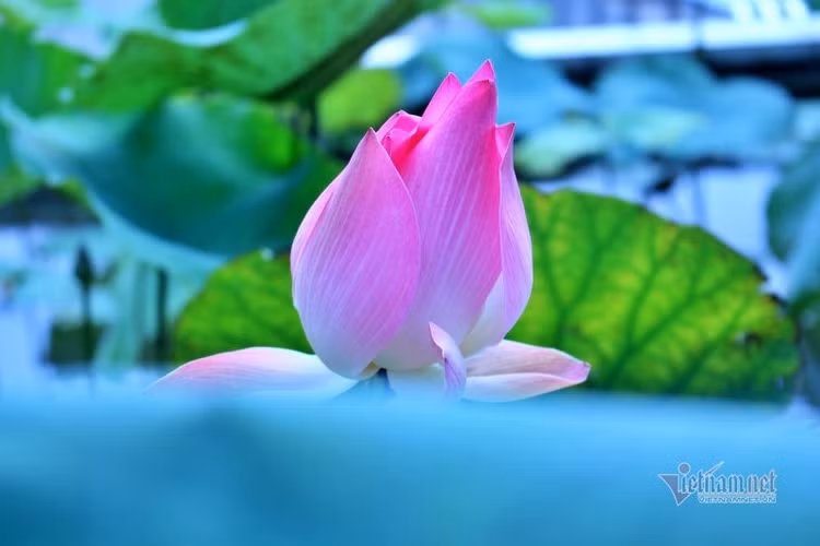 Con dâu ăn không mời: Trông người Nhật, ngẫm người Việt