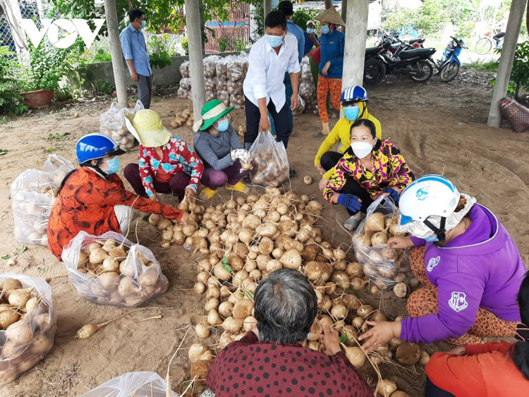 Hàng nghìn tấn củ đậu ven biển Bến Tre cần hỗ trợ tiêu thụ ảnh 1