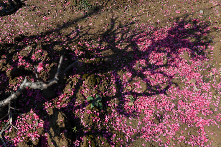 dao Nhat Tan e khach anh 5