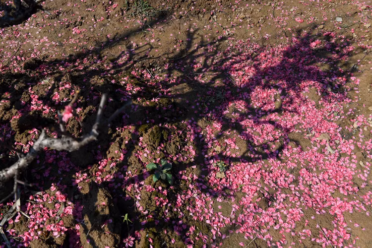 dao Nhat Tan e khach anh 5